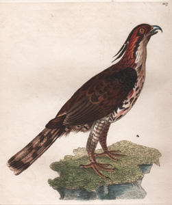 1017 The Narrow-crested Falcon